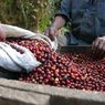  6 Fakta Kopi Guatemala, Kopi Berkualitas Terkenal di Dunia