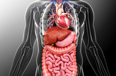 Mengenal Organ Pernapasan Manusia dan Fungsinya