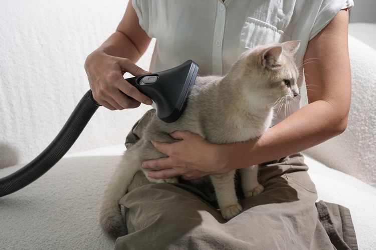 Ilustrasi grooming hewan peliharaan dengan vacuum cleaner Acerpure Clean V2 Cordless milik Acer yang sudah resmi dirilis di Indonesia