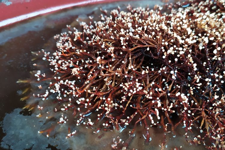 Ilustrasi jamur jakaba. 