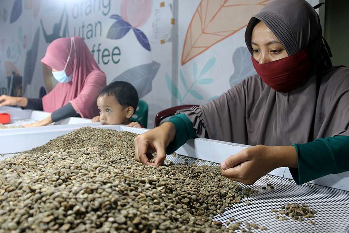 Sejumlah warga di Kabupaten Bener Meriah, Aceh sedang menyortir atau memisahkan biji kopi berkualitas, sehingga mutu biji kopi (green bean) saat dijual memiliki harga tinggi, Jumat (27/11/2020). Kopi arabika Gayo di dataran tinggi Kabupaten Bener Meriah dikenal salah satu biji kopi pilihan terbaik yang selama ini dipasok ke sejumlah pasar dunia, namun memasuki panen raya tahun ini harga jual kopi dari petani anjlok menjadi Rp 7.000 per bambu akibat pandemi Covid-19, sementara tahun lalu harga kopi yang baru dipanen bisa mencapai Rp 10 ribu per bambu.