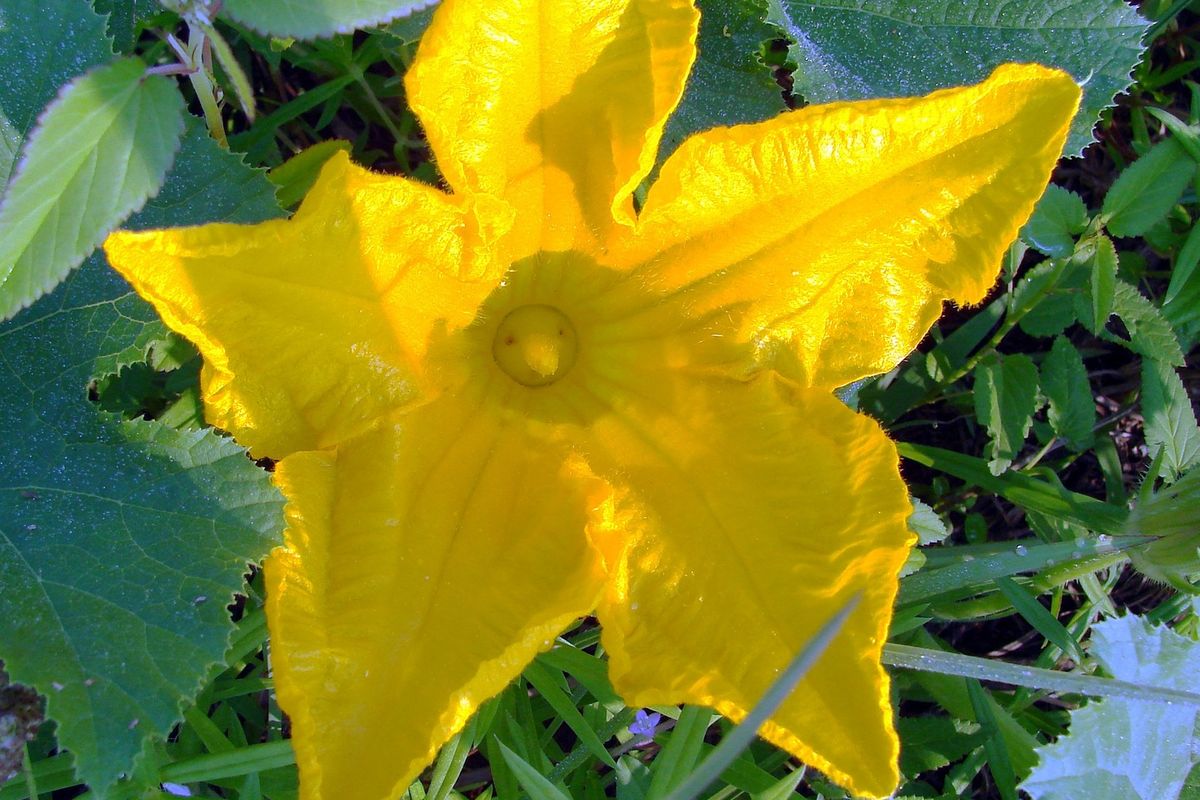 Ilustrasi bunga labu.