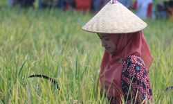 Meski Pandemi, Luwu Utara Surplus Beras Hingga 34.000 Ton Lebih