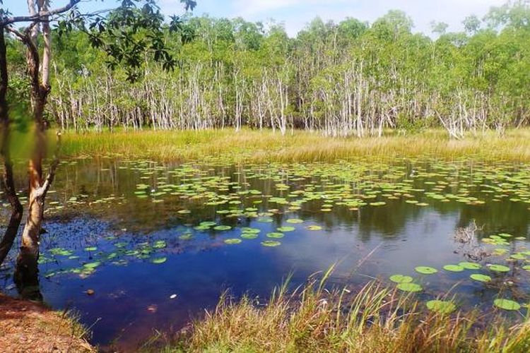 Pemandangan di Taman Nasional Wasur, Papua.