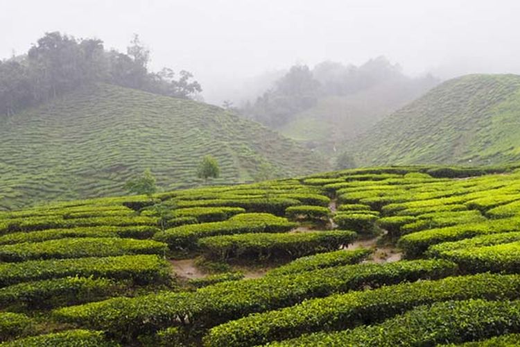 Kebun teh, salah satu destinasi wisata yang pas dikunjungi di musim hujan.