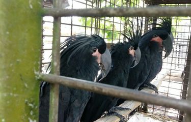 Fauna Australis: Pengertian dan Contohnya Halaman all - Kompas.com