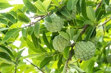 Membuat Pestisida Nabati Daun Srikaya, Basmi Kutu Daun dan Kumbang