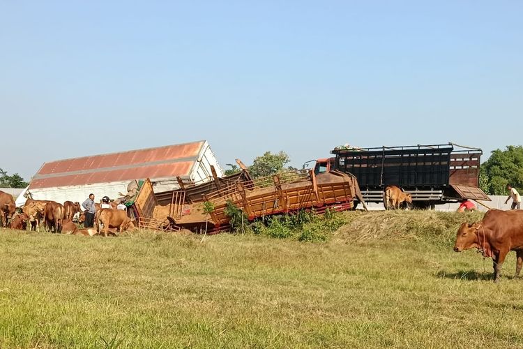 Potret pasca kecelakaan truk pengangkut sapi terjadi di Jalan Tol Ngawi-Solo Kilometer 530.800 B, Desa Singopadu, Kecamatan Sidoharjo, Kabupaten Sragen, Jawa Tengah (Jateng), pada Sabtu (10/6/2023), mengakibatkan sapi-sapi lepas dan ditabrak dua mobil.