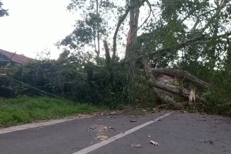 Sebuah pohon Beringin berdiameter besar, tumbang dan menutup jalan di Kelurahan Tarongko, Kecamatan Makale, Tana Toraja, Sulawesi Selatan, pada Senin (28/3/2022) lalu, hingga Rabu (30/3/2022) pagi, belum juga dibersihkan dan dibiarkan menutupi badan jalan.
