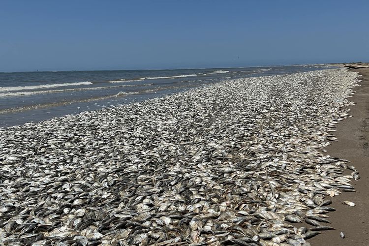 Viral ribuan Ikan di pantai Texas mati