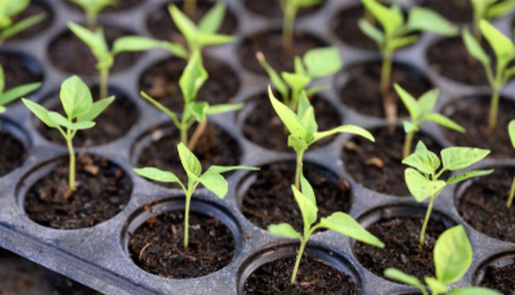 Simak, Begini Cara Mengatasi Rebah Semai Cabai