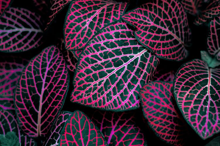 Ilustrasi tanaman berdaun ungu