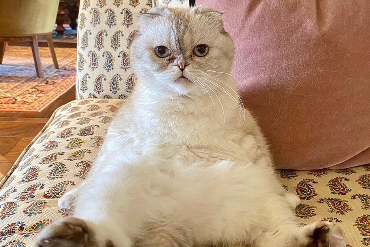 Olivia Benson, kucing Scottish Fold milik Taylor Swift