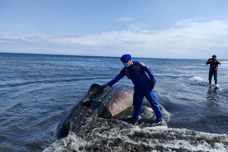 Ikan hiu terdampar di pantai selatan kabupaten Jember pada Kamis (14/7/2022)