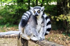 Ingin Peliharaan Lemur, Remaja 19 Tahun Mencuri dari Kebun Binatang