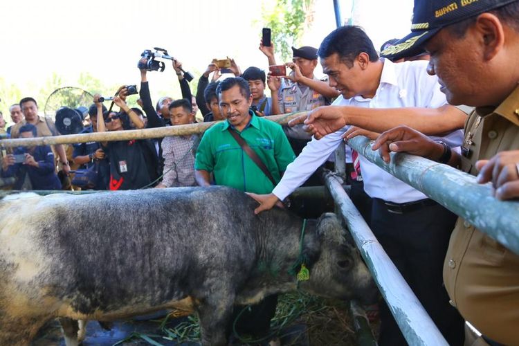 Menteri Pertanian Andi Amran Sulaiman sedang memegang salah satu sapi peternakan rakyat