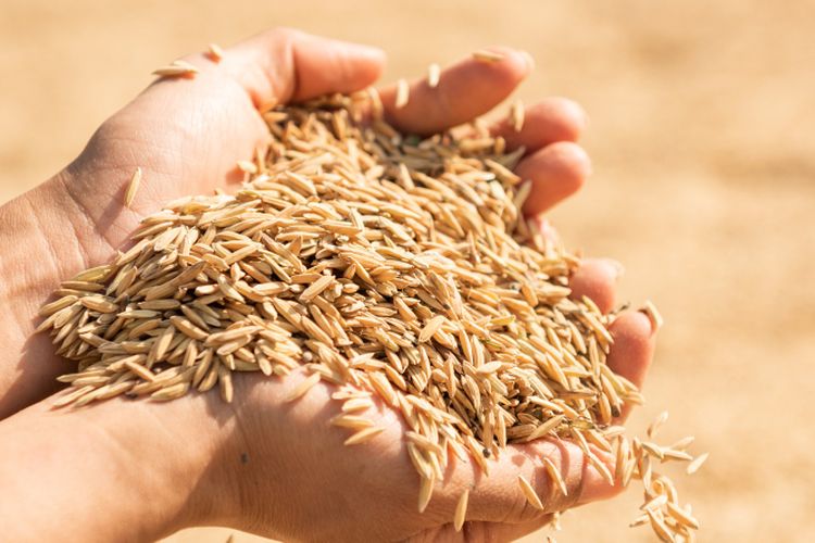 Ilustrasi benih padi