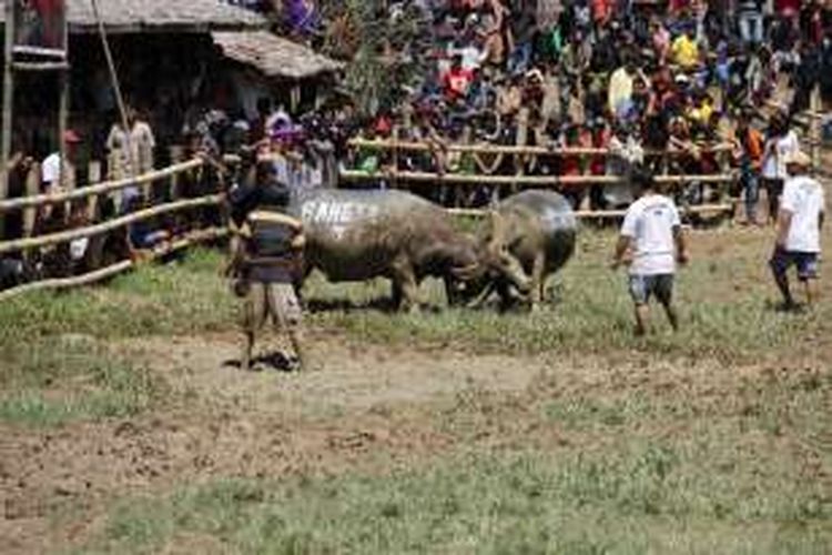 Adu kerbau di Toraja