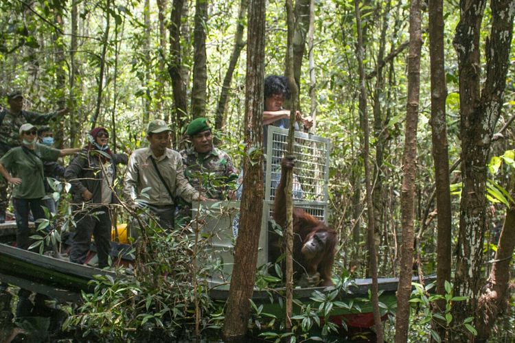 Proses pelepasliaran orangutan bernama Reva di Hutan Desa Pematang Gadung, Kecamatan Matan Hilir Selatan, Kabupaten Ketapang, Selasa (6/3/2017). 