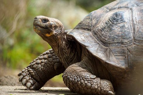 Kura-kura Peliharaan di AS Kabur dari Klinik Dokter Hewan untuk Ketiga Kalinya