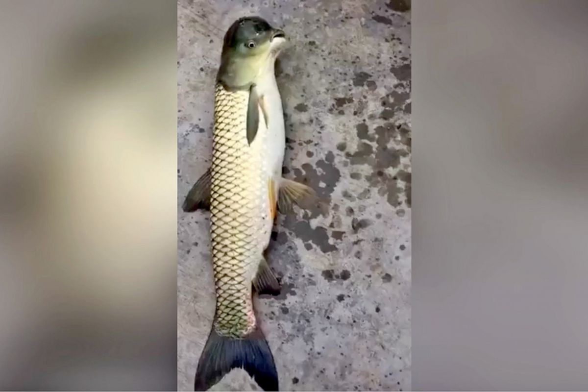 Ikan dengan kepala menyerupai burung ini ditangkap dari sebuah sungai di China Selatan.