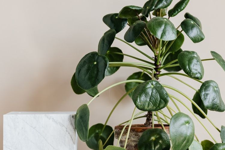 Ilustrasi tanaman hias Chinese Money Plant (Pilea peperomioides). Menurut feng shui, ini adalah salah satu tanaman pembawa keberuntungan. 