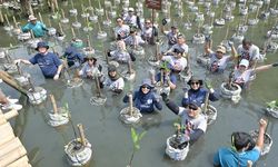 Lestarikan Lingkungan, MDKA Tanam 1.000 Bibit Mangrove di Jakut dan Bekasi