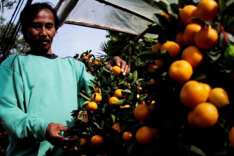 Pedagang merapikan sejumlah tanaman pohon jeruk Imlek (kim kat) yang dijual di lapaknya yang berada di kawasan Senayan, Jakarta, Selasa (17/1/2012). Harga tanaman pohon jeruk Imlek tersebut bervariatif anatara Rp 500.000 hingga Rp 1 juta tergantung dari tinggi tanaman dan banyaknya buah.