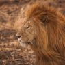 Penjaga Taman Safari di Jepang Tewas Diserang Singa 