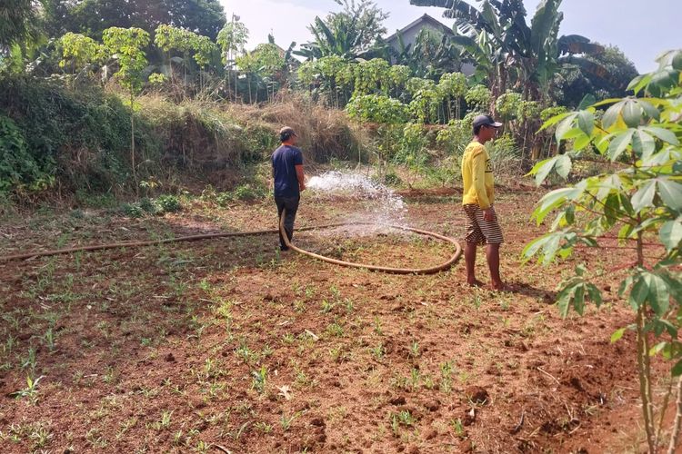 Petani di Bogor 2 Kali Gagal Panen akibat Kekeringan, Kerugian Capai Rp 40 Juta