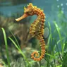 13 Spesies Kuda Laut di RI Terancam akibat Perdagangan dan Kerusakan Habitat