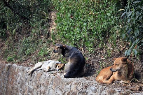Sejatinya Anjing Juga Menjadi Korban dalam Kasus Rabies di Indonesia