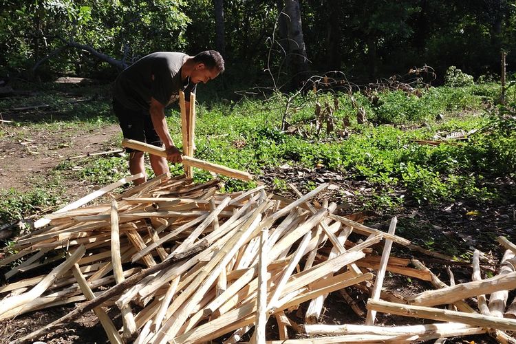 Petrus Piatu Nalele (32), seorang guru Kelas di TRK Larok Mbijar, Desa Satar Kampas, Kec. Lambaleda Utara, Kab. Manggarai Timur, NTT sedang membelah kayu ambi untuk menambahkan penghasilan tambahan untuk pendapatan ekonomi keluarga, Akhir Desember 2021 lalu. (KOMPAS.com/MARKUS MAKUR)