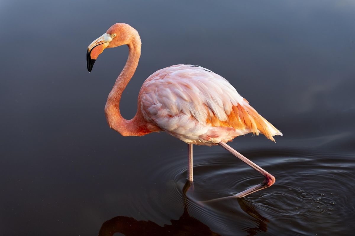 Flamingo yang berjalan di air berlumpur