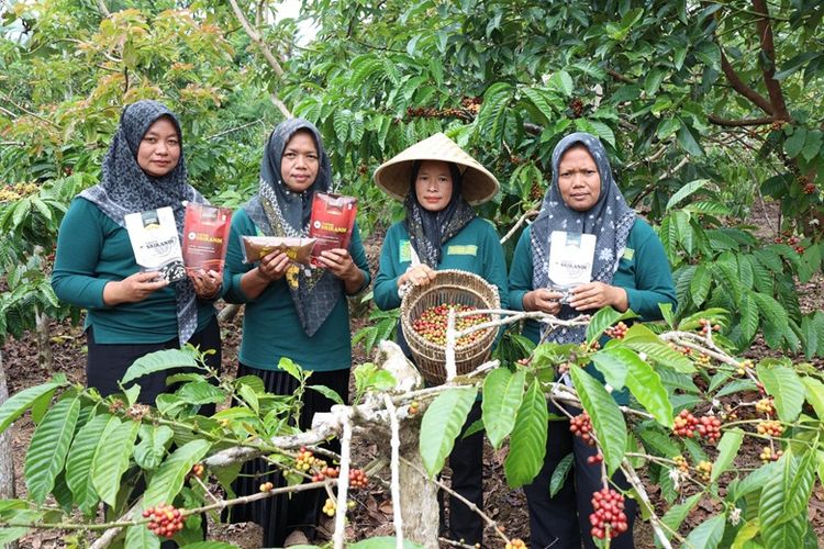 Lewat program Inkobator LPDB, petani kopi dari Koperasi Srikandi Maju Bersama berharap, produksi dapat meningkat. 