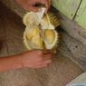 Nikmati Menyantap Durian Sambil Berwisata di Lembah Kolang