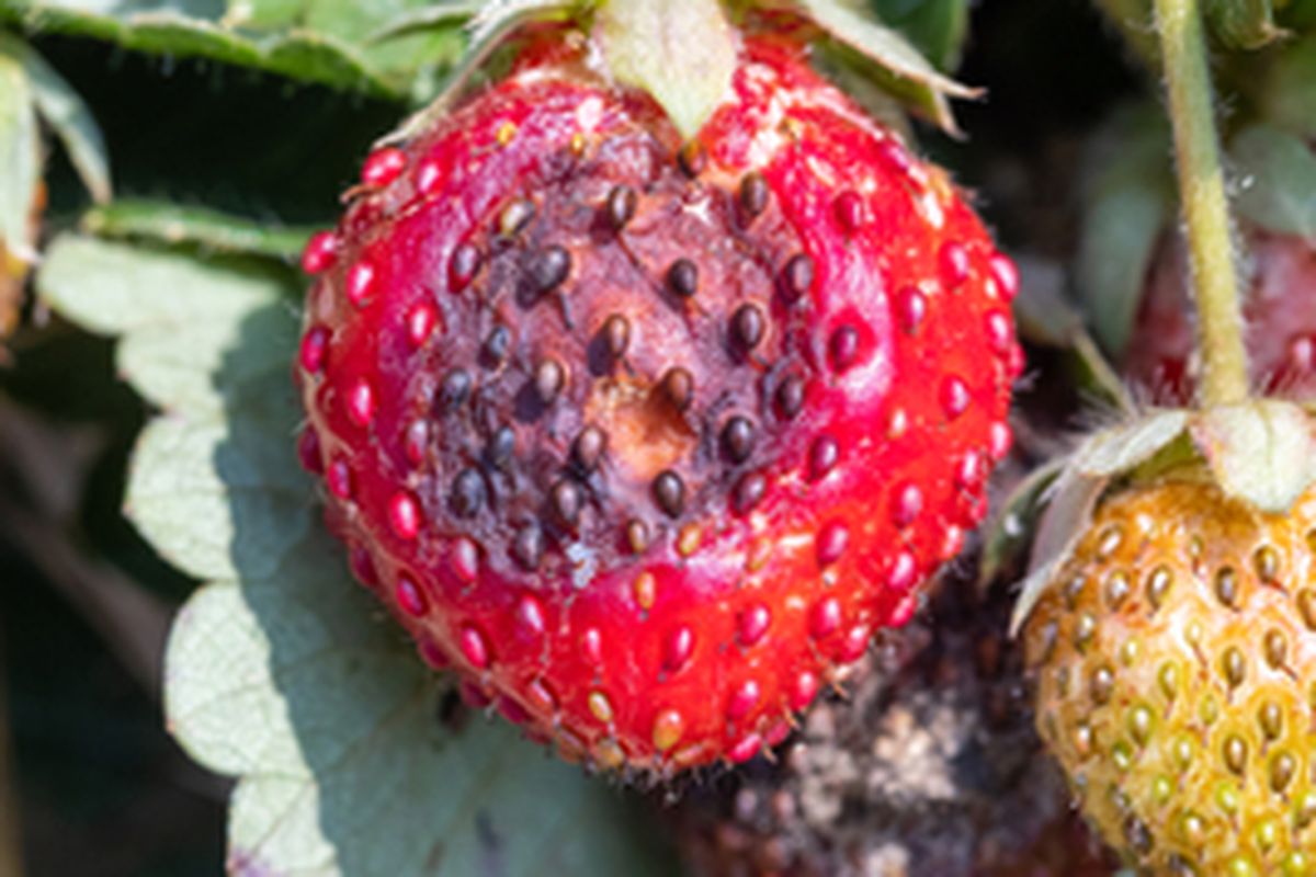 Ilustrasi busuk buah strawberry