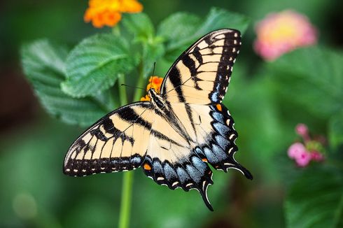 Ciri-ciri Kupu-kupu, Serangga Cantik dengan Sayap Warna-warni 