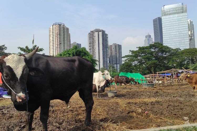 Sapi-sapi milik Nurdin (64), pedagang hewan kurban asal Bima, Nusa Tenggara Barat, saat menjajakan hewannya di Jalan Kawi, Menteng Atas, Setiabudi, Jakarta Selatan, Jumat (23/6/2023). 