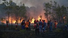 MUI Minta Pelaku Karhutla Ditindak, Ingatkan Fatwa Haram Pembakaran yang Merusak