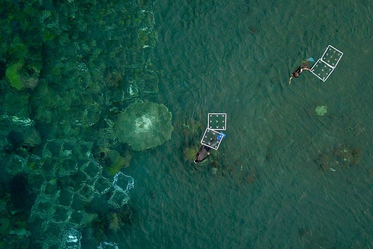 PT Permodalan Nasional Madani (PNM) dorong kehidupan laut dan masyarakat pesisir yang lebih baik dengan langkah strategis penanaman dan pengelolaan ekosistem terumbu karang di Pantai Bangsring, Banyuwangi