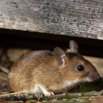 Ilustrasi tikus.