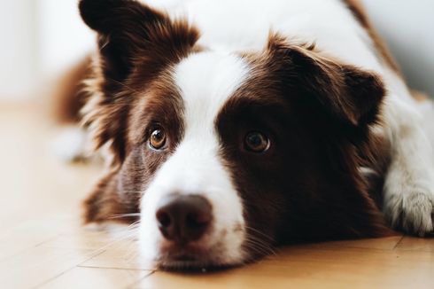 Manfaat, Dosis, dan Efek Samping Melatonin untuk Anjing
