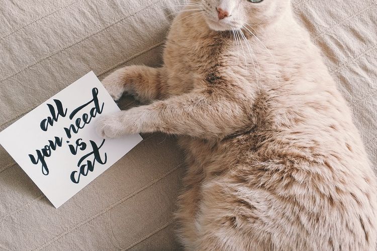 Ilustrasi kucing berwarna fawn