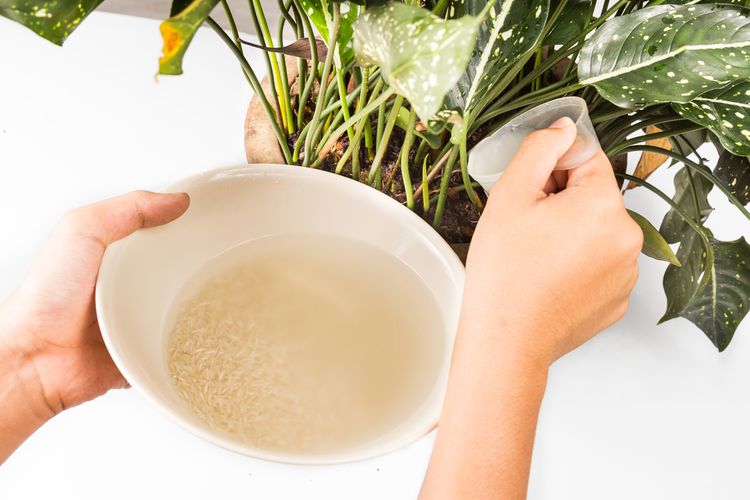 Ilustrasi air bekas cucian beras bermanfaat sebagai pupuk tanaman. 