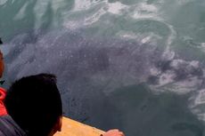 Ikan Hiu Paus Menghilang, Masyarakat Gorontalo Bingung