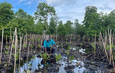 Salah satu kegiatan rehabilitasi dari Badan Restorasi Gambut dan Mangrove (BRGM) di Sorong, Papua Barat.
