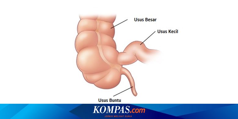 Terungkap Alasan Sebenarnya Manusia Harus Punya Usus Buntu