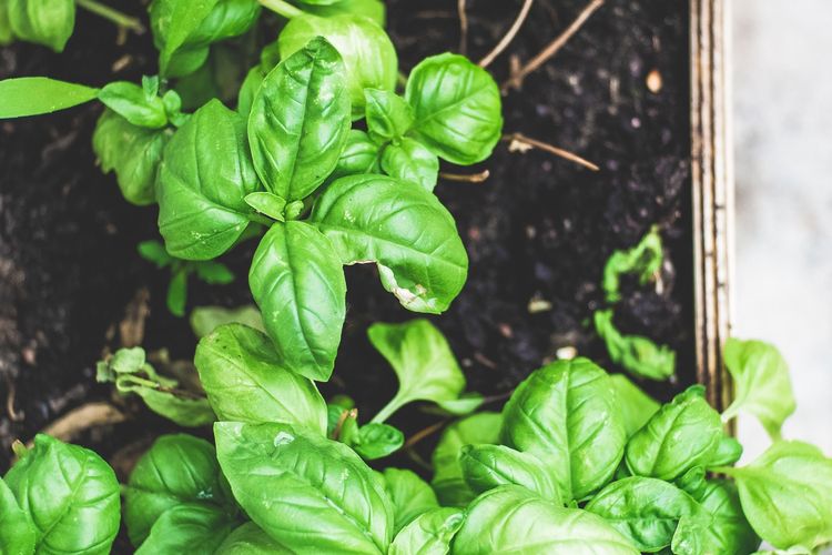 Ilustrasi menanam bayam, tanaman bayam. 