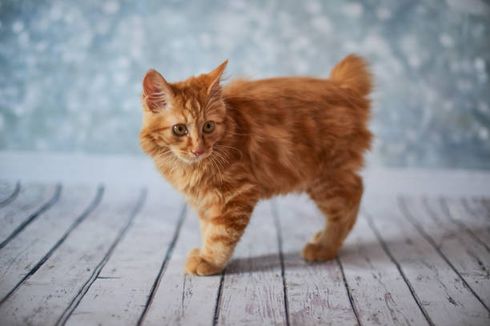 5 Tips Merawat Kucing American Bobtail, Pemilik Wajib Tahu
